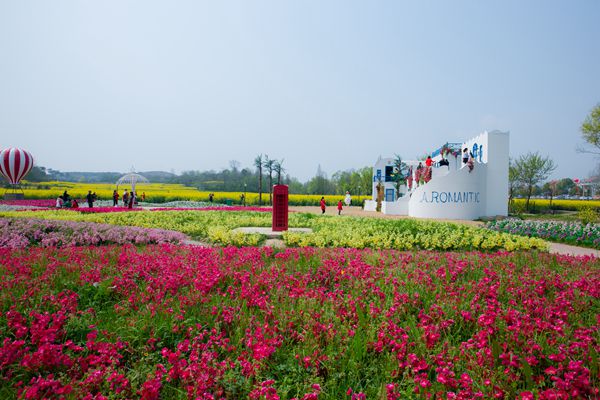 新侨会联人才超市组织春季花海乐园赏花郊游活