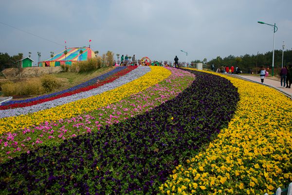 新侨会联人才超市组织春季花海乐园赏花郊游活